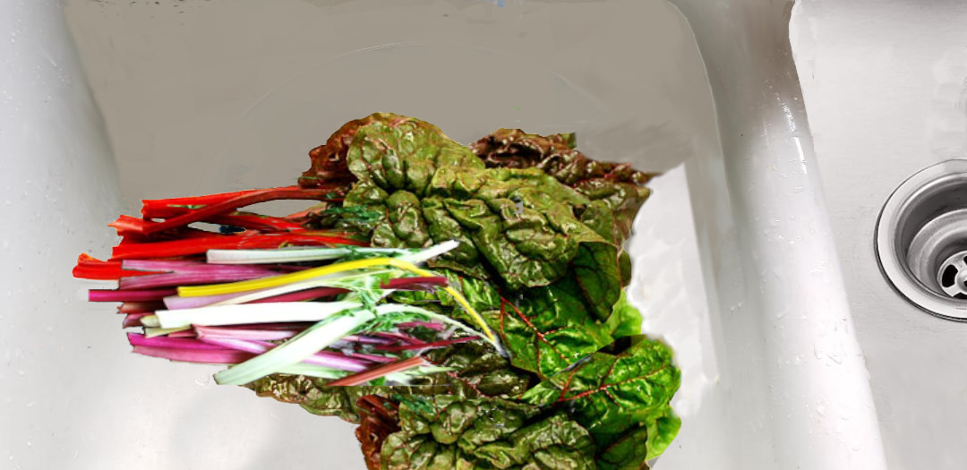 Rainbow Chard soaking in Sink