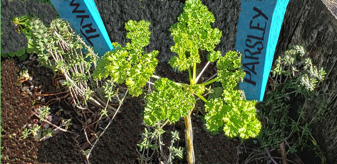 Parsley and Thyme for Quick Pickling